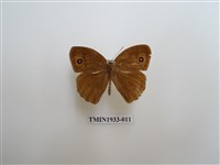 藏品(小眉眼蝶)的圖片